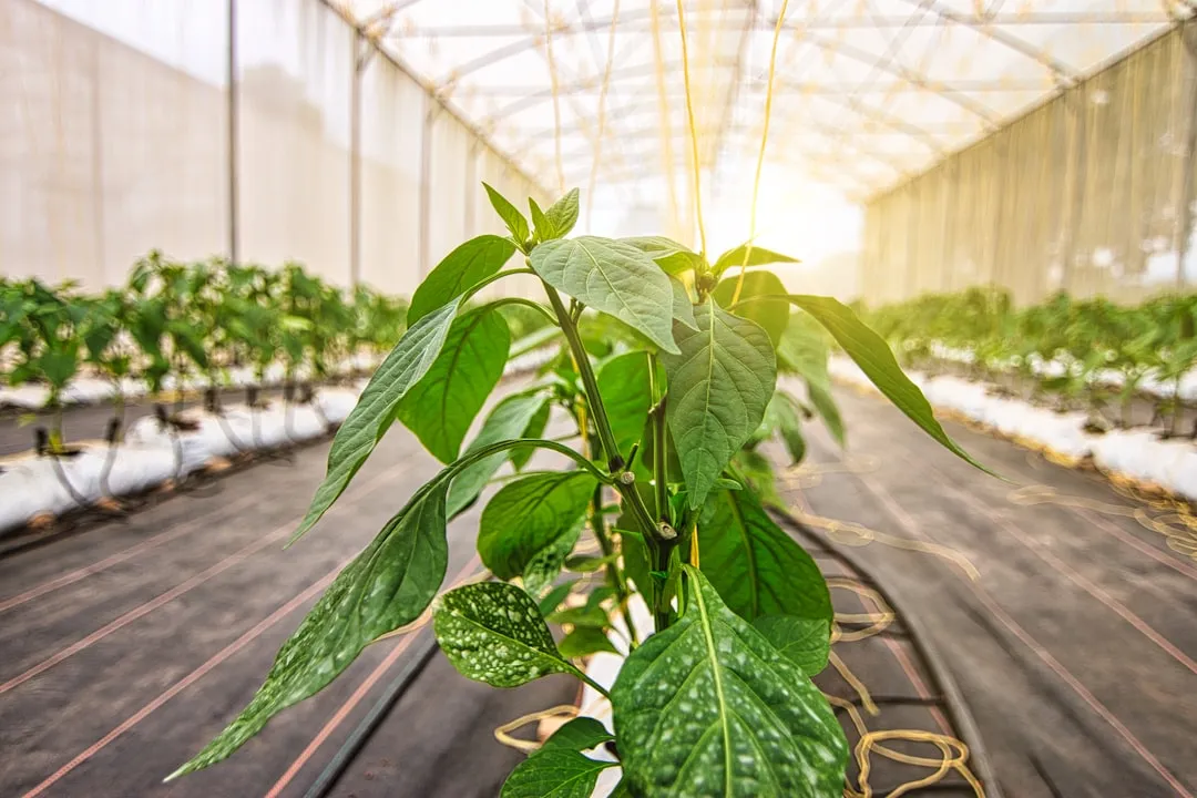 黑龙江服装加工厂解析：定制服饰生产的工艺标准与验收规范